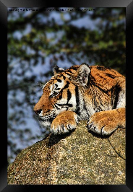 Tiger Framed Print by Matthew Bates