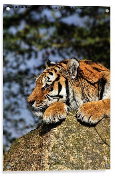 Tiger Acrylic by Matthew Bates