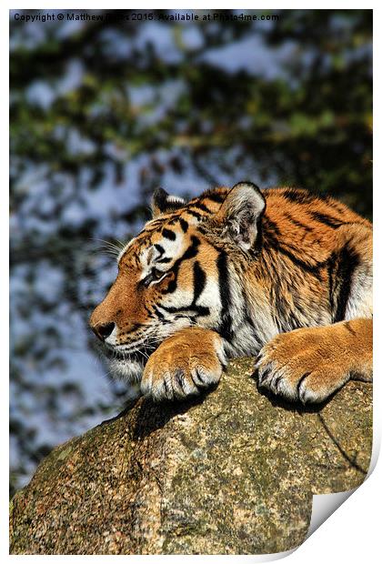 Tiger Print by Matthew Bates