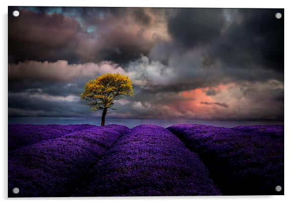 Lavender moods  Acrylic by Robert Fielding