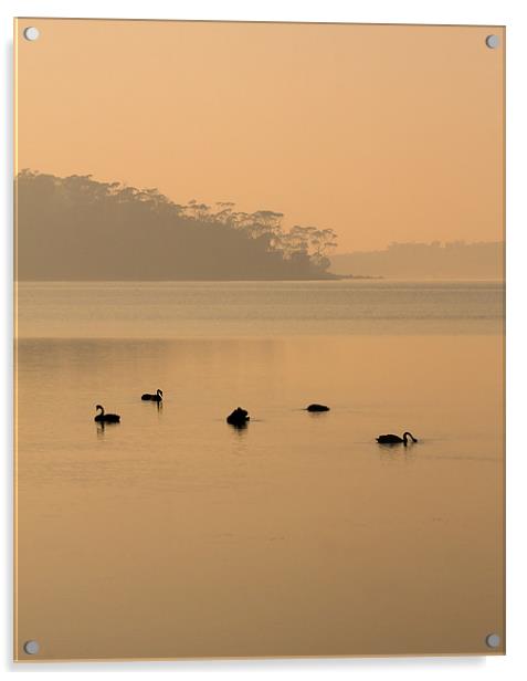 Black Swan Sunrise Acrylic by Mike Dawson