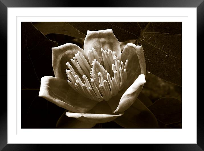  Duo Tone Tulip Framed Mounted Print by james balzano, jr.