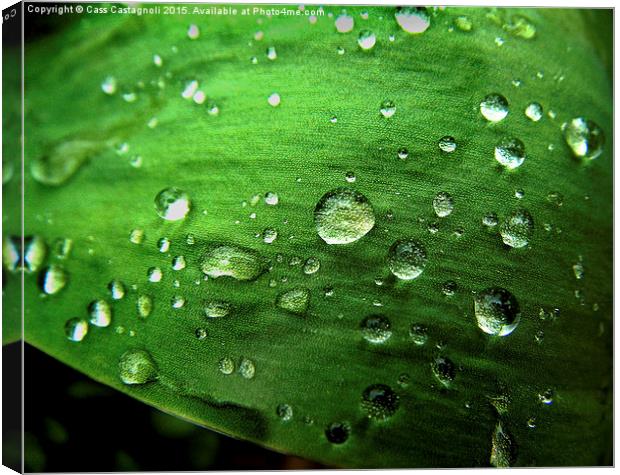 Leaf with Raindrops Canvas Print by Cass Castagnoli