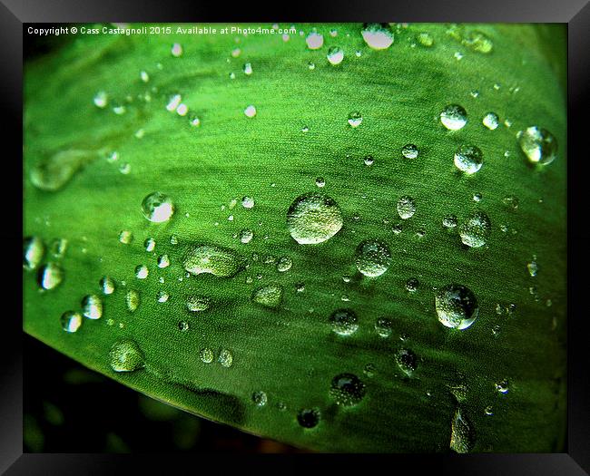 Leaf with Raindrops Framed Print by Cass Castagnoli