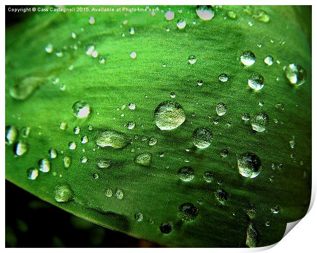 Leaf with Raindrops Print by Cass Castagnoli