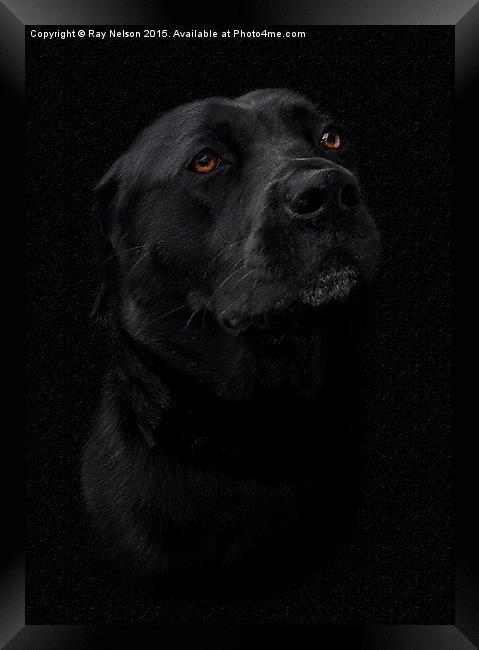  Black Labrador in Chalk Framed Print by Ray Nelson