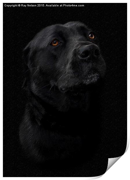  Black Labrador in Chalk Print by Ray Nelson
