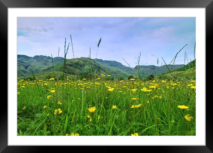  Crinkle Crags and Buttercups in Langdale Lake Dis Framed Mounted Print by Greg Marshall