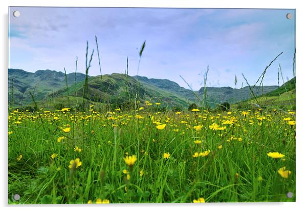  Crinkle Crags and Buttercups in Langdale Lake Dis Acrylic by Greg Marshall