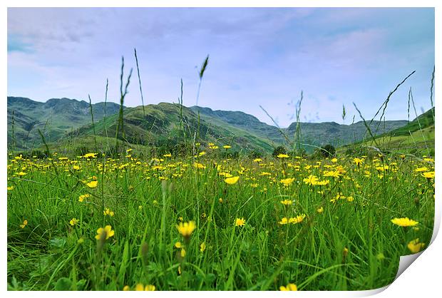  Crinkle Crags and Buttercups in Langdale Lake Dis Print by Greg Marshall