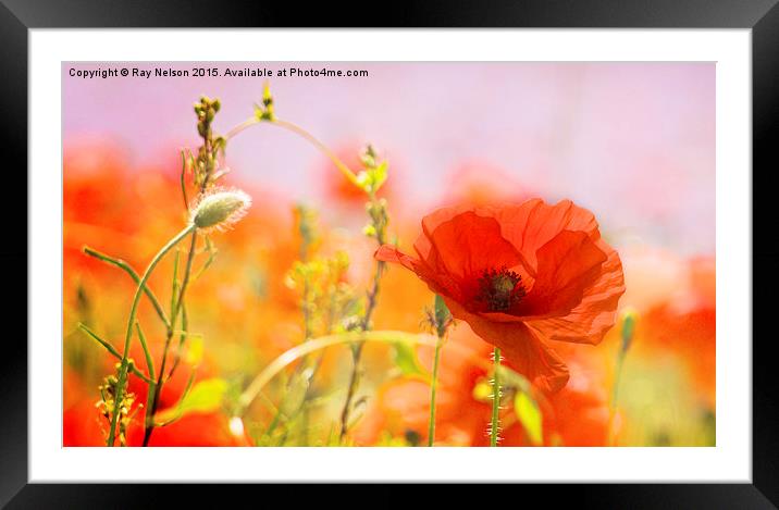  Poppy in Focus Framed Mounted Print by Ray Nelson