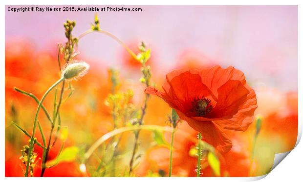  Poppy in Focus Print by Ray Nelson