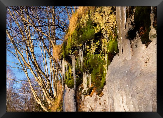  Icicles on the riverbank Framed Print by Nigel Higson