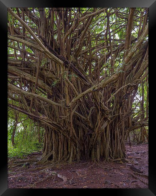  Banyan tree in the Hawaiian Rainforest Framed Print by Nigel Higson