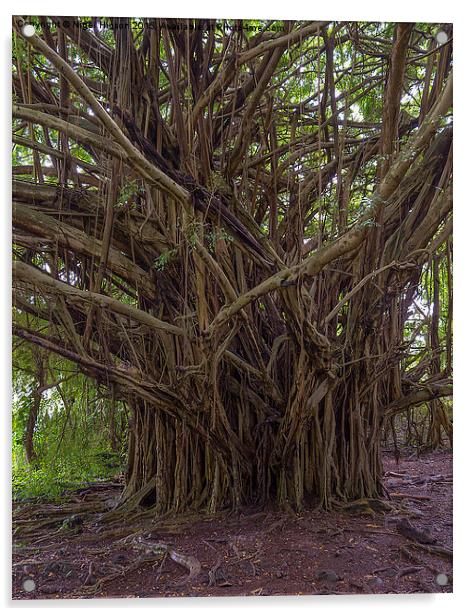  Banyan tree in the Hawaiian Rainforest Acrylic by Nigel Higson