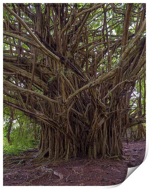 Banyan tree in the Hawaiian Rainforest Print by Nigel Higson