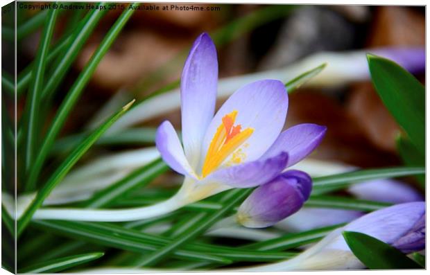  Fully Open Crocus Flower Canvas Print by Andrew Heaps