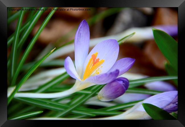  Fully Open Crocus Flower Framed Print by Andrew Heaps