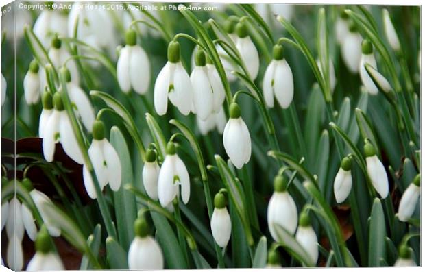  Snow drops flowers Canvas Print by Andrew Heaps