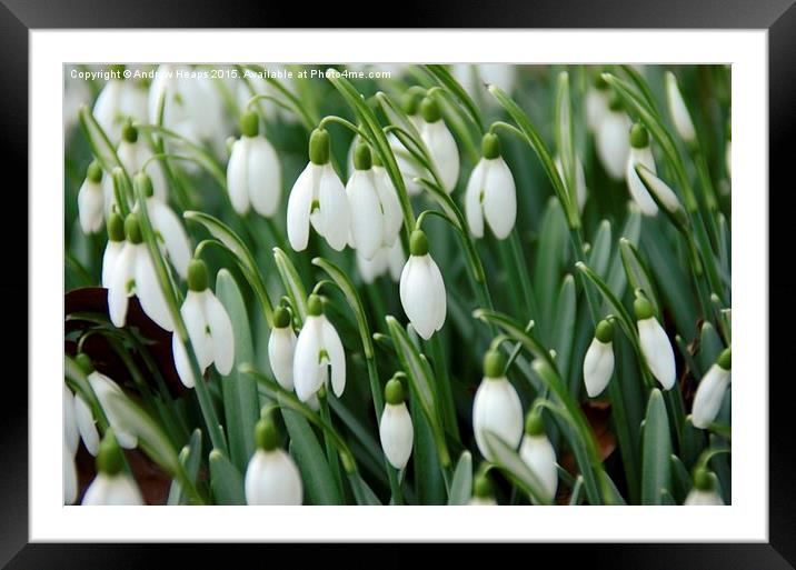  Snow drops flowers Framed Mounted Print by Andrew Heaps