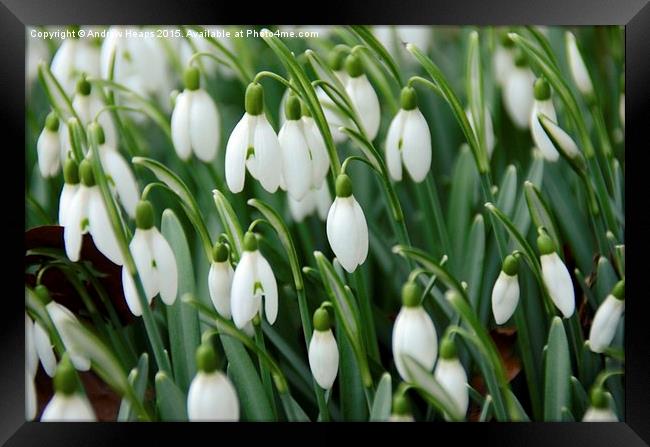  Snow drops flowers Framed Print by Andrew Heaps