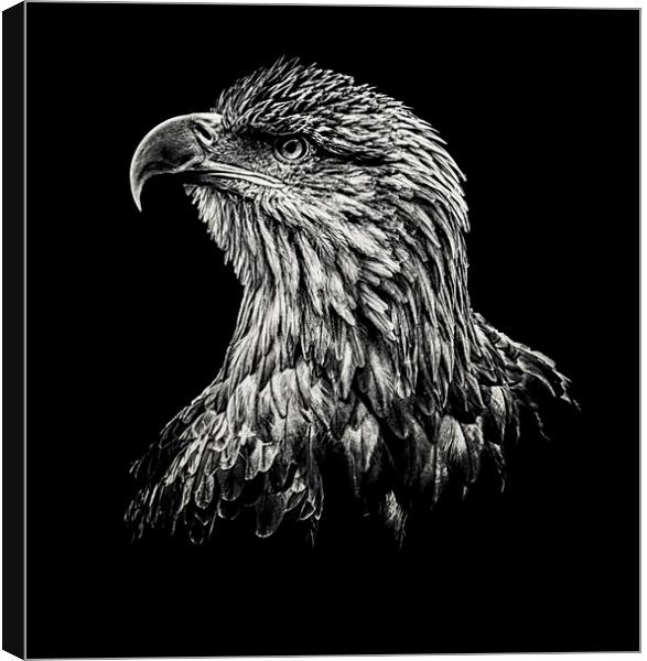  Sea Eagle Canvas Print by Stuart Sinclair