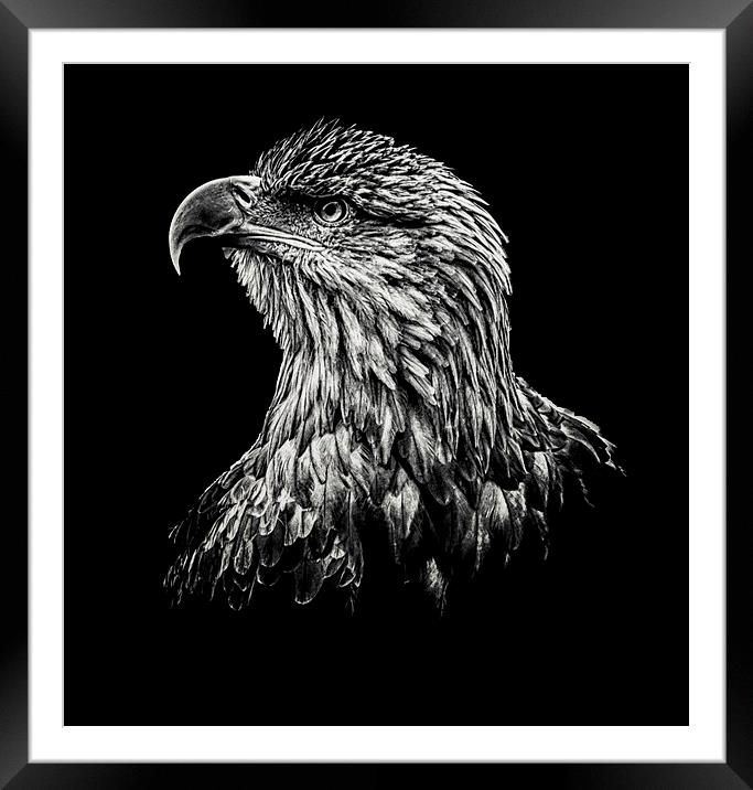  Sea Eagle Framed Mounted Print by Stuart Sinclair