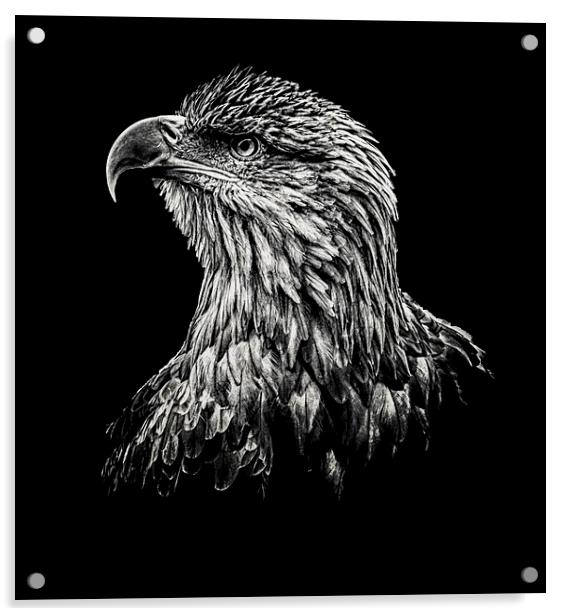  Sea Eagle Acrylic by Stuart Sinclair