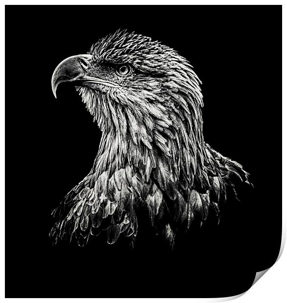  Sea Eagle Print by Stuart Sinclair