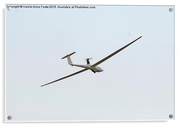 Glider in Flight Acrylic by Carole-Anne Fooks