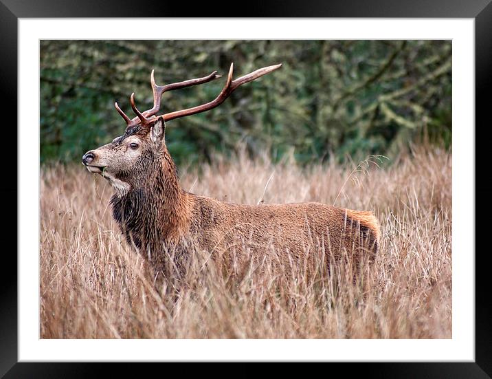 Stag in long grass Framed Mounted Print by Sam Smith