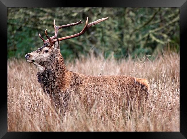 Stag in long grass Framed Print by Sam Smith