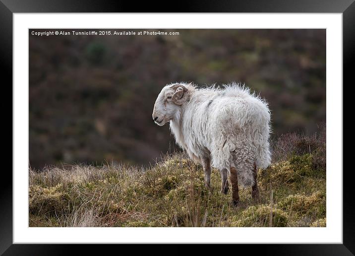  Welsh Ram on mountain Framed Mounted Print by Alan Tunnicliffe