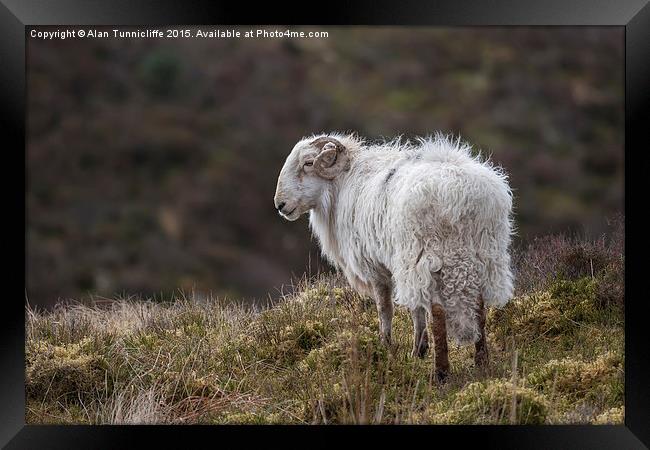  Welsh Ram on mountain Framed Print by Alan Tunnicliffe