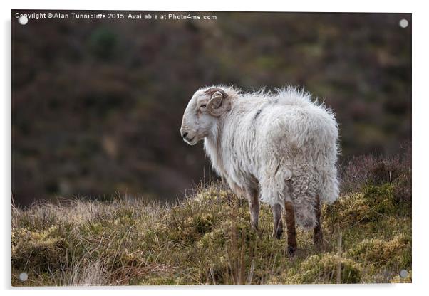  Welsh Ram on mountain Acrylic by Alan Tunnicliffe
