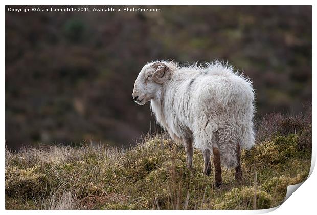  Welsh Ram on mountain Print by Alan Tunnicliffe