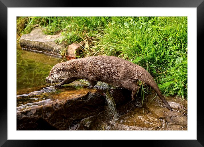  Otter Framed Mounted Print by Sam Smith