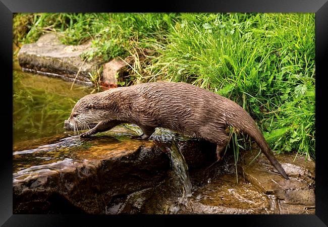  Otter Framed Print by Sam Smith