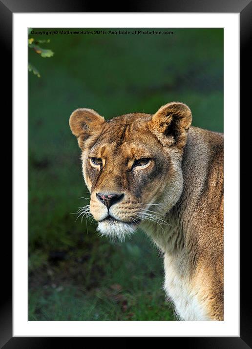 Lioness Framed Mounted Print by Matthew Bates