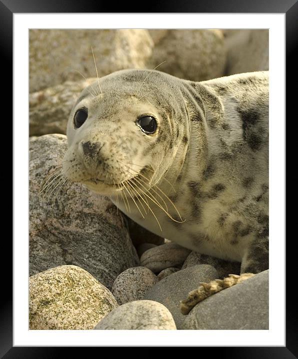Common seal Framed Mounted Print by Gabor Pozsgai