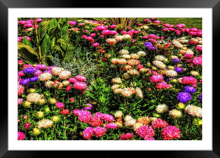Chrysanthemums Framed Mounted Print by Tom Gomez