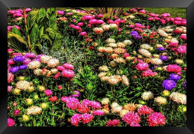 Chrysanthemums Framed Print by Tom Gomez