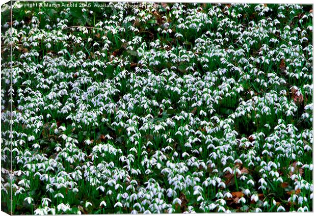  Woodland Snowdrops (Galanthus) Canvas Print by Martyn Arnold