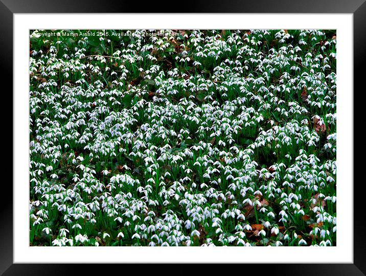  Woodland Snowdrops (Galanthus) Framed Mounted Print by Martyn Arnold