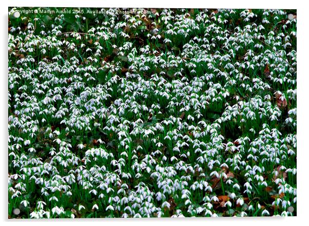  Woodland Snowdrops (Galanthus) Acrylic by Martyn Arnold