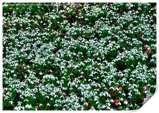  Woodland Snowdrops (Galanthus) Print by Martyn Arnold