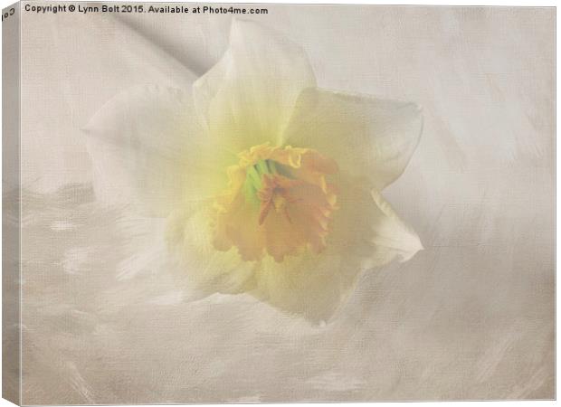  Daffodil Canvas Print by Lynn Bolt