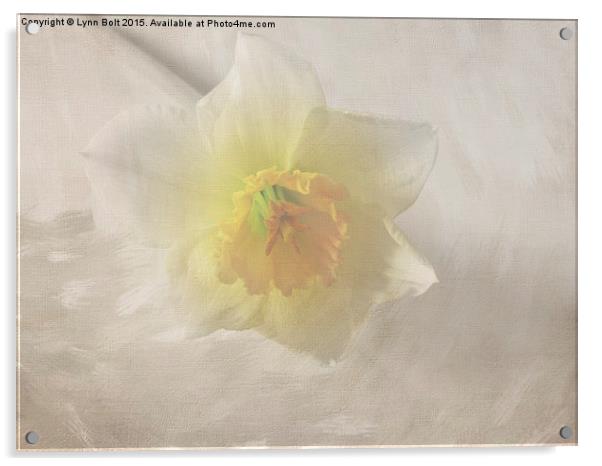  Daffodil Acrylic by Lynn Bolt