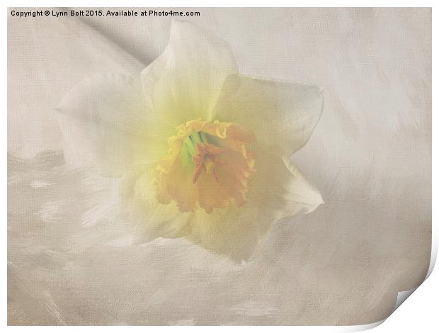  Daffodil Print by Lynn Bolt