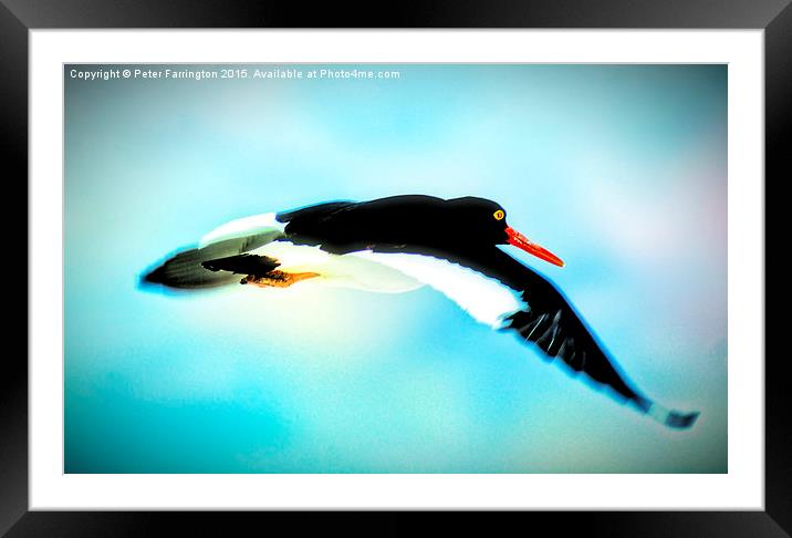  Fly Away Framed Mounted Print by Peter Farrington